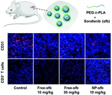 Graphical abstract: A polymeric nanoformulation improves the bioavailability and efficacy of sorafenib for hepatocellular carcinoma therapy