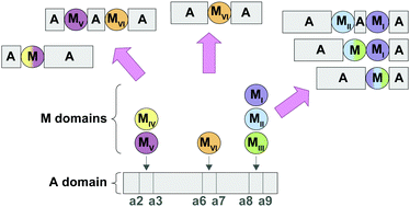 Graphical abstract: A thorough analysis and categorization of bacterial interrupted adenylation domains, including previously unidentified families