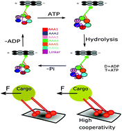 Graphical abstract: Computational modeling of dynein motor proteins at work