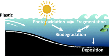 Graphical abstract: The fate of plastic in the ocean environment – a minireview