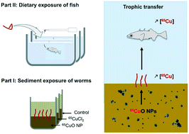 Graphical abstract: Trophic transfer of CuO NPs from sediment to worms (Tubifex tubifex) to fish (Gasterosteus aculeatus): a comparative study of dissolved Cu and NPs enriched with a stable isotope tracer (65Cu)