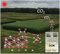 Graphical abstract: Photo-production of reactive oxygen species and degradation of dissolved organic matter by hematite nanoplates functionalized by adsorbed oxalate