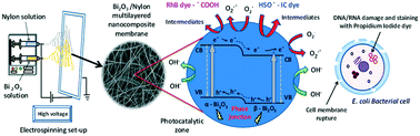 Graphical abstract: Bi2O3/nylon multilayered nanocomposite membrane for the photocatalytic inactivation of waterborne pathogens and degradation of mixed organic pollutants