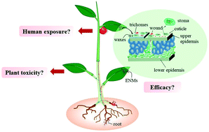 Graphical abstract: Foliar application of nanoparticles: mechanisms of absorption, transfer, and multiple impacts