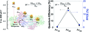 Graphical abstract: Gold nanoclusters cause selective light-driven biochemical catalysis in living nano-biohybrid organisms