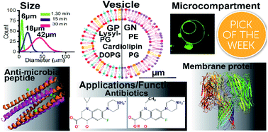 Graphical abstract: Engineering bio-mimicking functional vesicles with multiple compartments for quantifying molecular transport