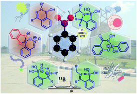 Graphical abstract: Boronic acid based dynamic click chemistry: recent advances and emergent applications