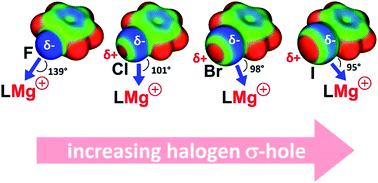 Graphical abstract: Magnesium–halobenzene bonding: mapping the halogen sigma-hole with a Lewis-acidic complex