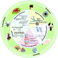 Graphical abstract: Stimuli-responsive functional materials for soft robotics