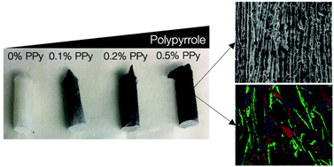 Graphical abstract: Aligned and electrically conductive 3D collagen scaffolds for skeletal muscle tissue engineering