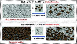 Graphical abstract: Biofilm inhibition in oral pathogens by nanodiamonds