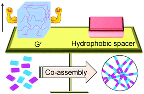 Graphical abstract: Varying the hydrophobic spacer to influence multicomponent gelation