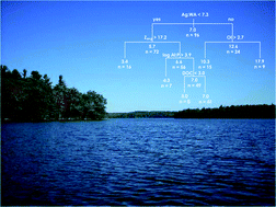 Graphical abstract: Controls on the epilimnetic phosphorus concentration in small temperate lakes