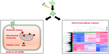 Graphical abstract: Ultraviolet-induced photodegradation elevated the toxicity of polystyrene nanoplastics on human lung epithelial A549 cells