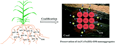 Graphical abstract: Persistent arsenate–iron(iii) oxyhydroxide–organic matter nanoaggregates observed in coal