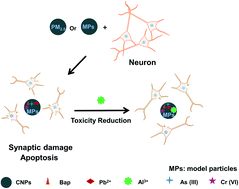 Graphical abstract: Antagonistic role of Al3+ against PM2.5-induced neurotoxicity via suppression of NADPH oxidase-triggered oxidative stress