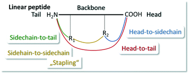 Graphical abstract: Macrocyclization strategies for cyclic peptides and peptidomimetics