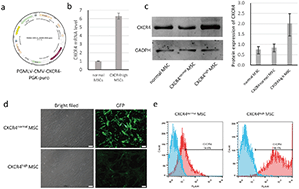 Graphical abstract: Engineered mesenchymal stem cell-derived exosomes with high CXCR4 levels for targeted siRNA gene therapy against cancer