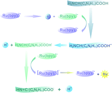 Graphical abstract: Electrogenerated chemiluminescence of a Ru(bpy)32+/arginine system: a specific and sensitive detection of acetaminophen