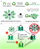 Graphical abstract: Spatially-extended 3D magnetic DNA nanodevice-based split-type photoelectrochemical strategy for sensitive and reliable miRNA detection in cancer cells