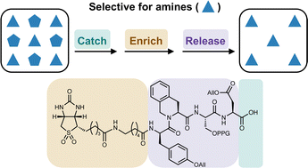 Graphical abstract: Catch-enrich-release approach for amine-containing natural products