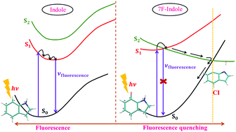 Graphical abstract: Substitution enables significant new decay channels for a non-canonical amino acid