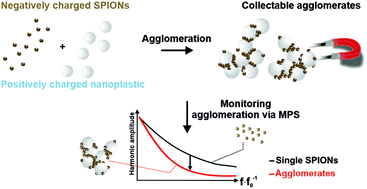 Graphical abstract: Real-time monitoring of magnetic nanoparticle-assisted nanoplastic agglomeration and separation from water