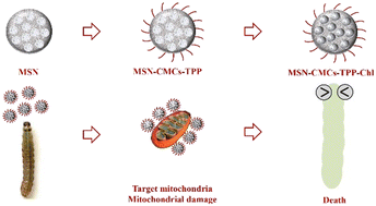 Graphical abstract: Mitochondria-targeted nanocarriers doubled the toxicity of oxidative phosphorylation and ATP synthesis disruptive insecticides against Spodoptera frugiperda