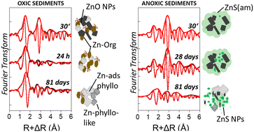 Graphical abstract: Transformation of zinc oxide nanoparticles in freshwater sediments under oxic and anoxic conditions