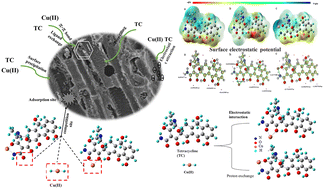 Graphical abstract: Co-adsorption of tetracycline and Cu(ii) onto a novel amino-functionalized biochar: adsorption behavior and mechanism