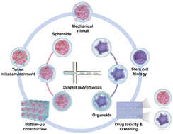 Graphical abstract: Recent methods of droplet microfluidics and their applications in spheroids and organoids