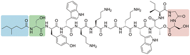 Graphical abstract: Synthesis and structure–activity relationship studies of N-terminal analogues of the lipopeptide antibiotics brevicidine and laterocidine
