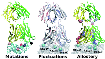 Graphical abstract: Point mutations in SARS-CoV-2 variants induce long-range dynamical perturbations in neutralizing antibodies