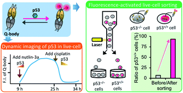 Graphical abstract: Intra Q-body: an antibody-based fluorogenic probe for intracellular proteins that allows live cell imaging and sorting