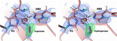 Graphical abstract: Capture of activated dioxygen intermediates at the copper-active site of a lytic polysaccharide monooxygenase