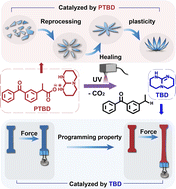 Graphical abstract: On-demand catalyst-regulated distinctive topological transformations in a dynamic covalent network