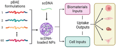 Graphical abstract: A machine learning approach to predict cellular uptake of pBAE polyplexes