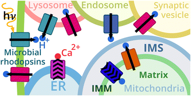 Graphical abstract: Intracellular microbial rhodopsin-based optogenetics to control metabolism and cell signaling