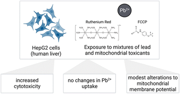 Graphical abstract: Increased cytotoxicity of Pb2+ with co-exposures to a mitochondrial uncoupler and mitochondrial calcium uniporter inhibitor