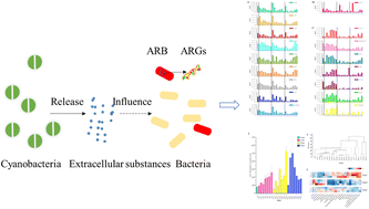 Graphical abstract: Cyanobacterial extracellular antibacterial substances could promote the spread of antibiotic resistance: impacts and reasons