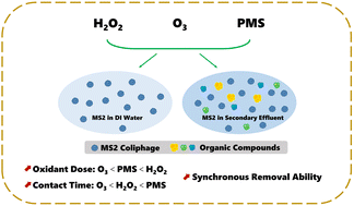 Graphical abstract: Ozone, hydrogen peroxide, and peroxymonosulfate disinfection of MS2 coliphage in water
