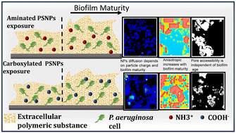 Graphical abstract: The heterogeneous diffusion of polystyrene nanoparticles and the effect on the expression of quorum-sensing genes and EPS production as a function of particle charge and biofilm age