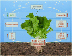 Graphical abstract: Carbon dots enhanced cold tolerance of lettuce (Lactuca sativa L.): scavenging reactive oxygen species, modulating hormones and up-regulating gene expression