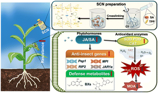 Graphical abstract: Chitosan nanocarriers loaded with salicylic acid for controlling fall armyworm (Spodoptera frugiperda) and alleviating oxidative stress in maize plants