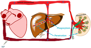 Graphical abstract: Clearance of nanoparticles from blood: effects of hydrodynamic size and surface coatings