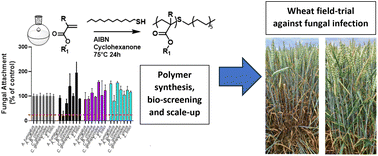 Graphical abstract: A potential alternative to fungicides using actives-free (meth)acrylate polymers for protection of wheat crops from fungal attachment and infection