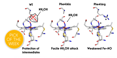 Graphical abstract: Outer coordination sphere influences on cofactor maturation and substrate oxidation by cytochrome P460