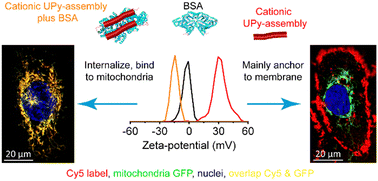 Graphical abstract: The effect of charge and albumin on cellular uptake of supramolecular polymer nanostructures