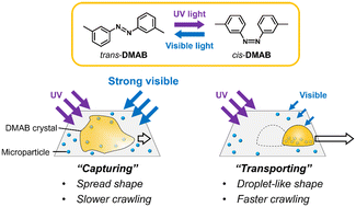 Graphical abstract: Multimode crawling motions of azobenzene crystal induced by light intensities for application as a shape-changeable microcleaner