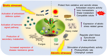 Graphical abstract: Mechanistic approaches for crosstalk between nanomaterials and plants: plant immunomodulation, defense mechanisms, stress resilience, toxicity, and perspectives